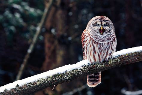 Barred Owl Fondo de pantalla HD | Fondo de Escritorio | 1920x1280 | ID ...