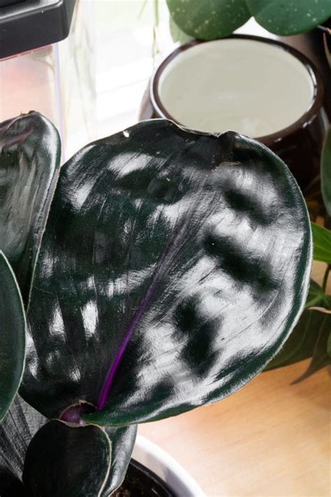 Geogenanthus Ciliatus, aka the Geo Plant—a nearly black houseplant!