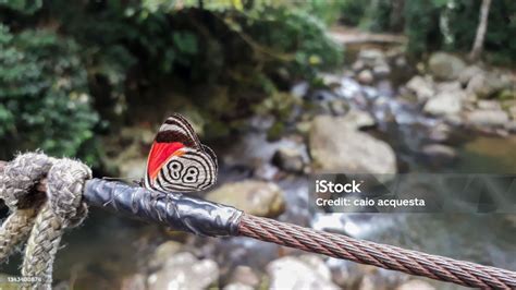 Langka 88 Kupukupu Diaethria Clymena Atas Sungai Di Hutan Hujan Brasil Foto Stok - Unduh Gambar ...