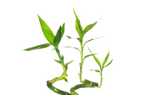 Green Bamboo Plant, White, Vibrant, Green PNG Transparent Image and ...
