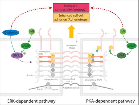 Schematic of the effects of digitoxin and adrenergic signaling on ICD... | Download Scientific ...