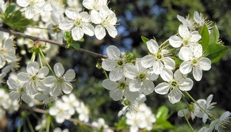 How to Grow a Japanese Plum Tree | Garden Guides