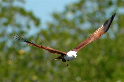 Daintree Bird Watching