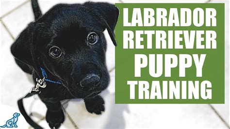 Are Labradors Easy To Train? The 18 New Answer - Chambazone.com