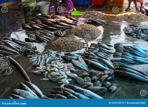 Different Types of Fish Aerranged in Fish Market for Sale in Asia Stock ...