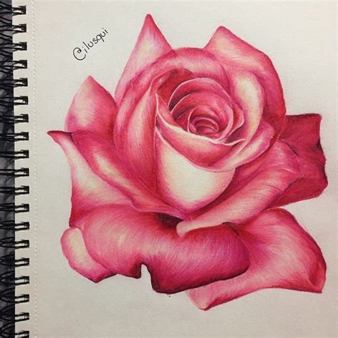 Rose Drawing With Colour Pencils