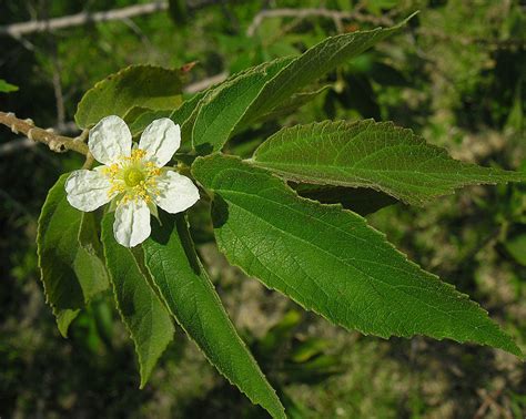 Muntingia calabura, the flower of Panama Berry | Also known … | Flickr