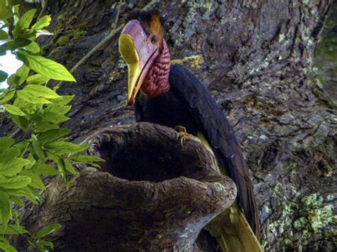 Safeguarding the Helmeted Hornbill—A Living Treasure, and a Target of ...