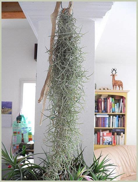 Tillandsias Usneoides - Mousse espagnole (Spanish Moss) | Idée déco ...