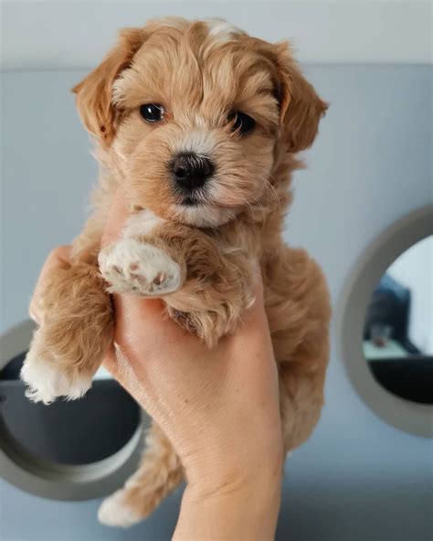 Maltipoo Puppies For Sale | Meatpacking District, New York, NY #343278