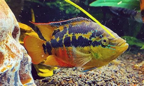 10 Best Jack Dempsey Tank Mates (Cichlids & Schooling Fish)