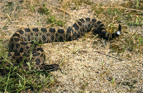 DNR - Studying Michigan's massasaugas, the state's venomous rattler