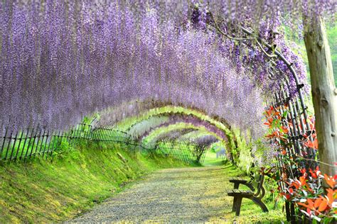 The Wisteria Flower Tunnel at Kawachi Fuji Garden, Kitakyushu, Fukuoka, Japan | Beautiful places ...