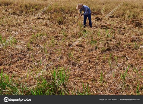 Autumn Rice Fields Harvesting Season Farmer Harvest Rice Traditional Method – Stock Editorial ...