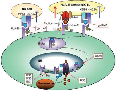 Figure 1 from Human leukocyte antigen E in human cytomegalovirus infection: friend or foe ...