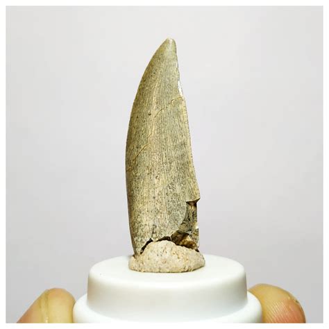 H1 - Kryptops palaios Abelisaurid Theropod Dinosaur Tooth Cretaceous E ...