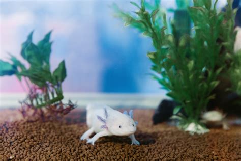 How to Clean an Axolotl Tank - PetHelpful