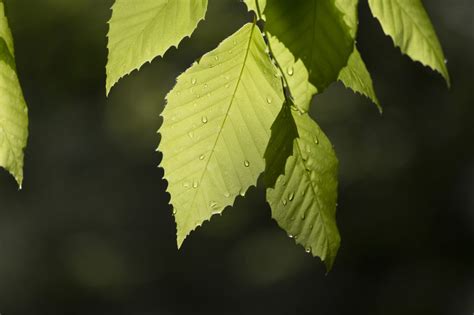 Green Leaves Close up Royalty-Free Stock Photo