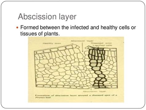 Structural defenses in plants