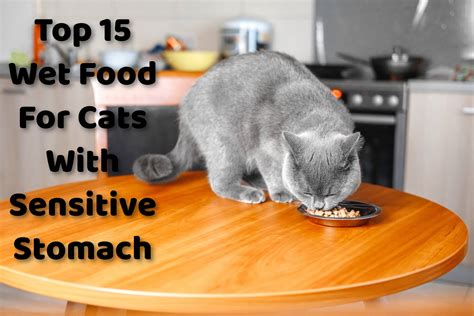 Top 15 Wet Food For Cats With Sensitive Stomach | ProudCatOwners