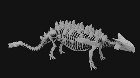 Ankylosaurus skeleton 3d model Low Poly