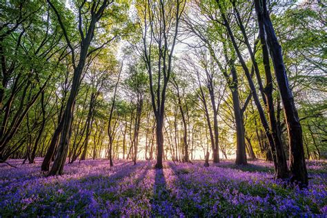 ***Bluebell forest at sunset (Sussex, England) by Sam C Moore c.🌸 | Wild flowers, Wildflower ...
