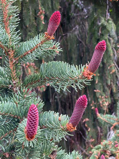 Spruce Cones