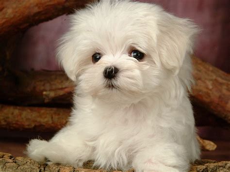 Little Dogs Wallpapers 25 Top Free Little Dogs Photos For Tablet ...