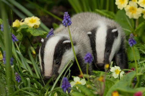 The Garden of God - European Badger Cubs, by Victoria Hillman.