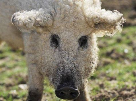 Adorbly Fuzzy Mangalitsa Pigs Look Like Sheep and Act Like Dogs