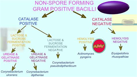 Gram Negative Bacteria Chart