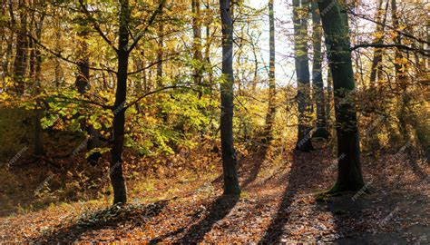 Premium Photo | Forest sunlight natural background