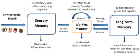 Human Memory Diagram