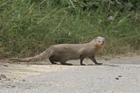 Indian grey mongoose - Alchetron, The Free Social Encyclopedia