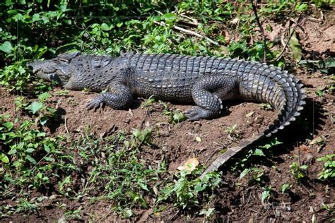 Khao Yai Crocodile – Thailand Wildlife