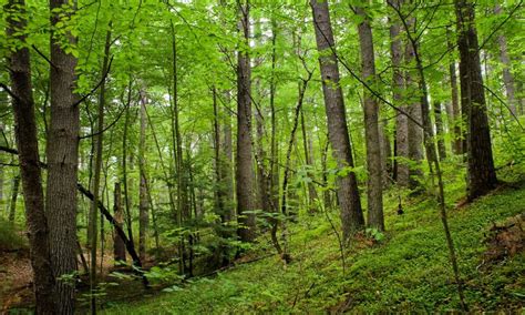 Technologies for Sustainable Forestry and Sustainable Agriculture