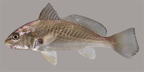 Atlantic Croaker – Discover Fishes