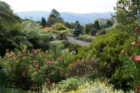 File:Mt Tomah Botanical Gardens - Garden 5 Proteaceae.JPG - Wikipedia ...
