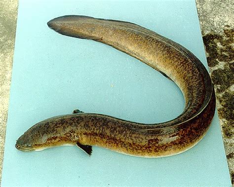 SUPER ANIMAL: Eel