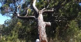 How Much Does Tree Lopping Cost? - Tree Removal Jurupa Valley