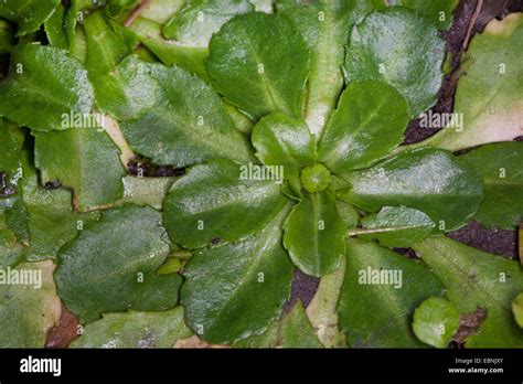 common daisy, lawn daisy, English daisy (Bellis perennis), leaf rosette, Germany Stock Photo - Alamy