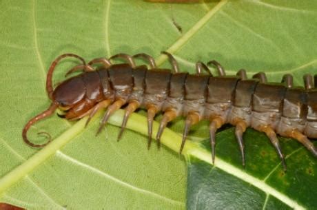 Arrêté pour avoir déposé des mille-pattes venimeux dans le lit de son ...