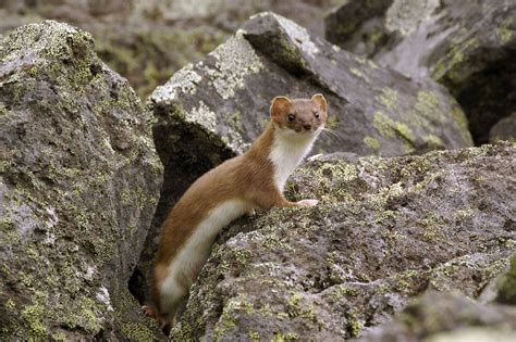 Are There Ermine In Colorado? Exploring Colorados Wildlife