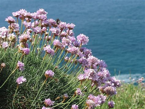 Coastal wild flowers in Cornwall » Wildlife Insight | British wild flowers, Wild flowers, Flowers