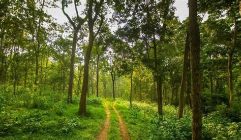 Satpura National Park Madhya Pradesh