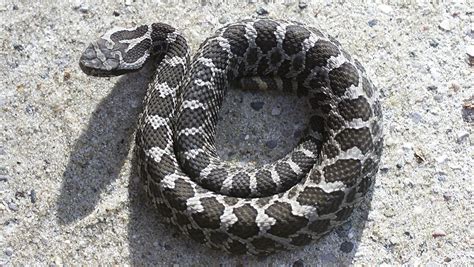 Michigan's lone venomous snake may get federal protection