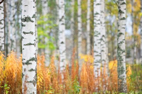 12 Common Types of Birch Trees