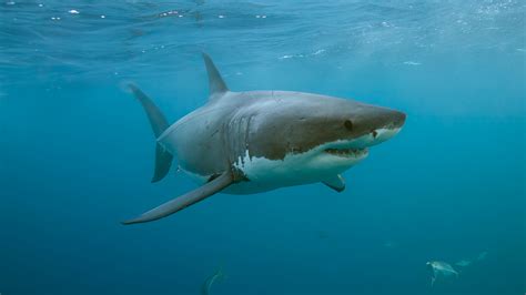 Horror details emerge after swimmer ‘mauled by shark’ at popular beach in front of shocked ...