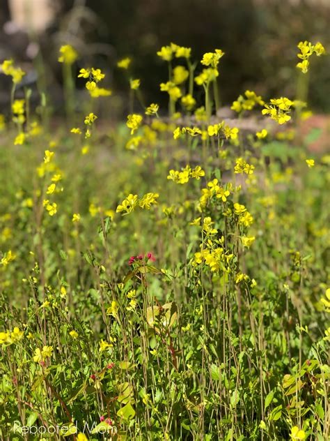 Mustard as a Cover Crop