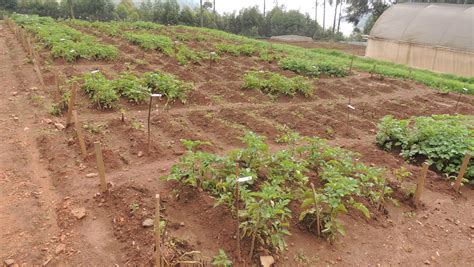 2Blades 2Blades supports late blight resistance for potatoes in Africa ...